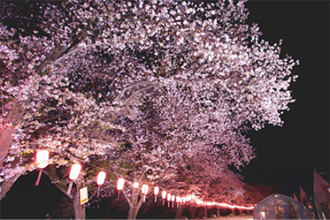 夜桜
